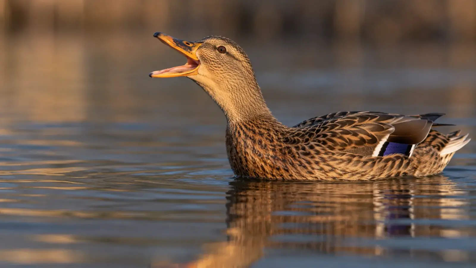 A female mallard duck calling with her beak open and neck stretched forward_result