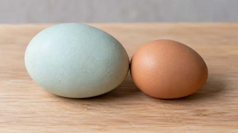 Duck Eggs vs Chicken Eggs: Size, Taste, Nutrition & Baking