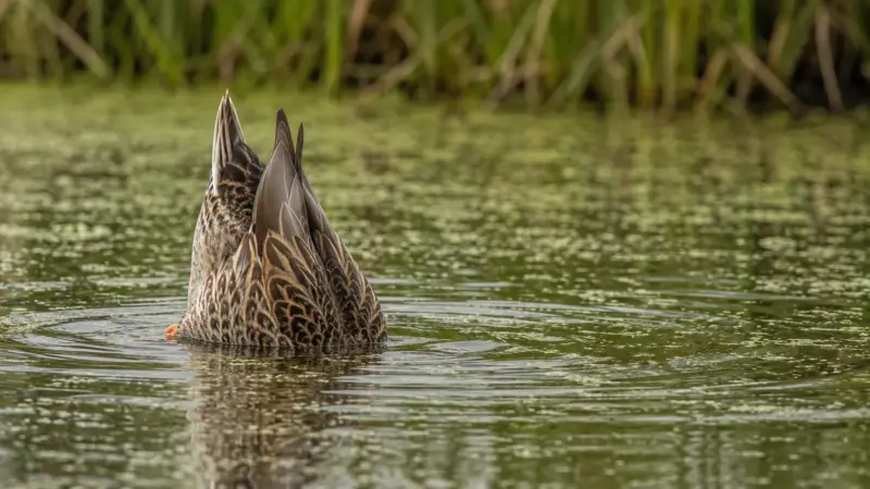 What Do Ducks Eat? A Complete Duck Diet Guide