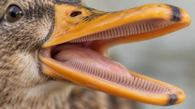 Do Ducks Have Teeth? How a Duck’s Bill Really Works