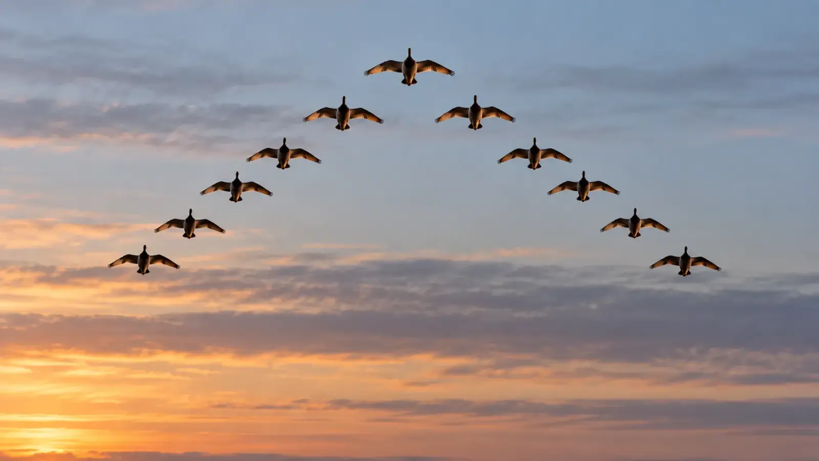 Eleven ducks flying in a V formation against a pale winter sky_result