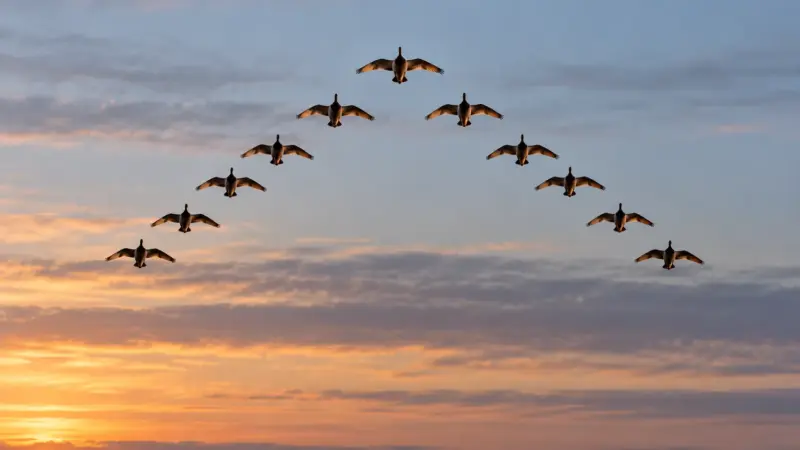 Where Do Ducks Go in Winter? Duck Migration Explained