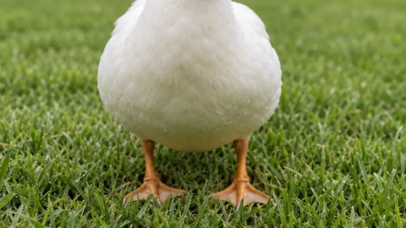 100 Duck Jokes and Puns, All Original and Safe for Kids