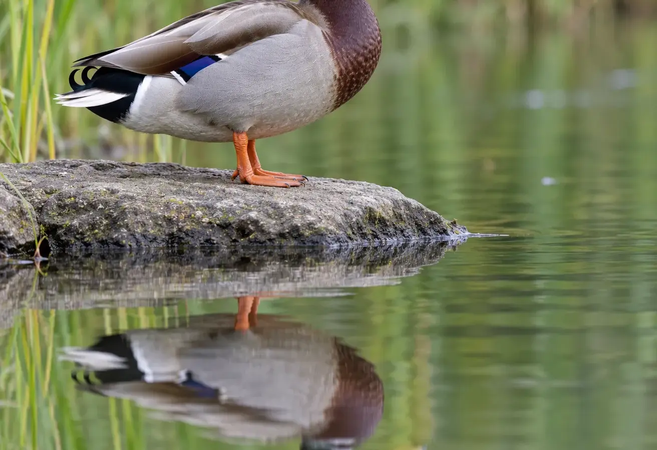 A mallard drake standing on a mossy rock at the edge of still water, with its reflection below.