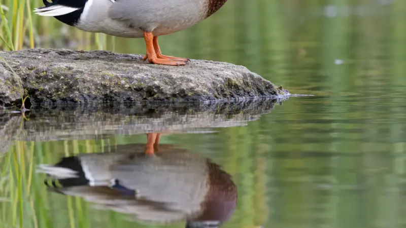 Duck FAQ: 60 Questions About Ducks, Answered