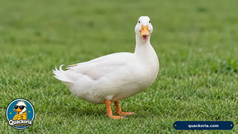 Duck Meme Maker: Put Words on a Duck