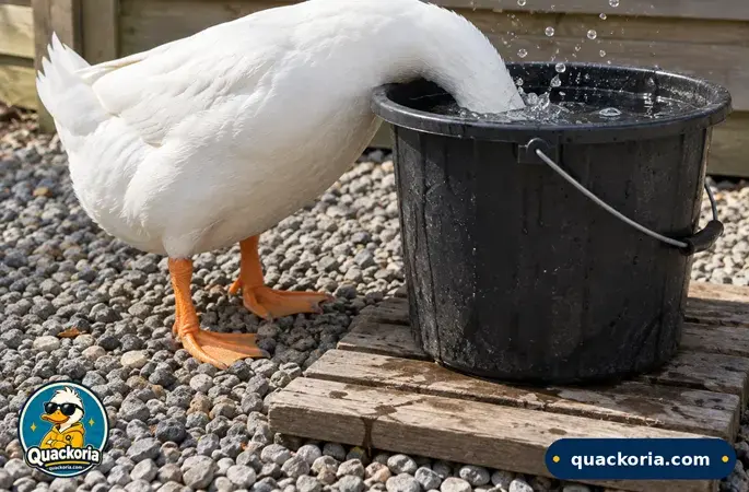 Duck Water Needs: Drinking, Head-Washing, Bathing and the Mud